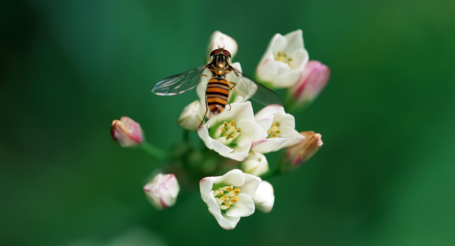 опыление пчела цветение бесплатно