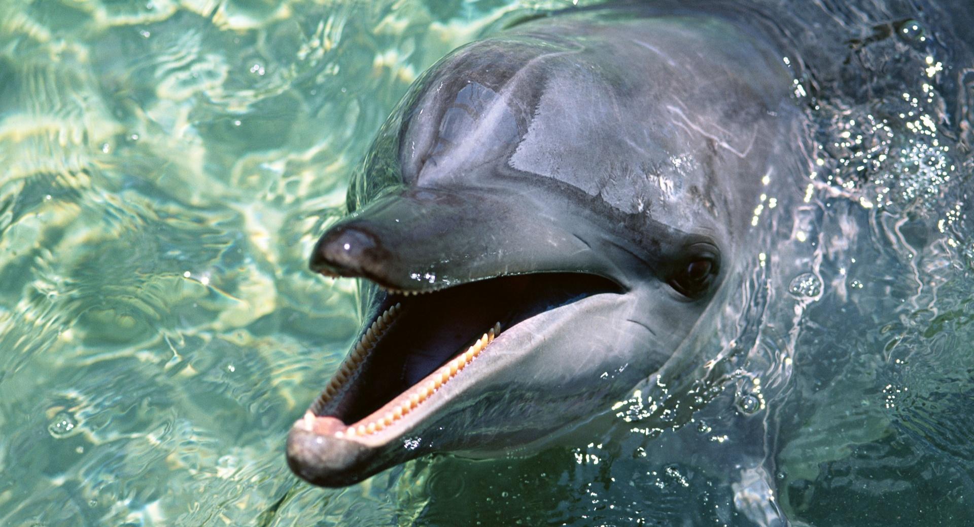Talking Dolphin at 1024 x 1024 iPad size wallpapers HD quality