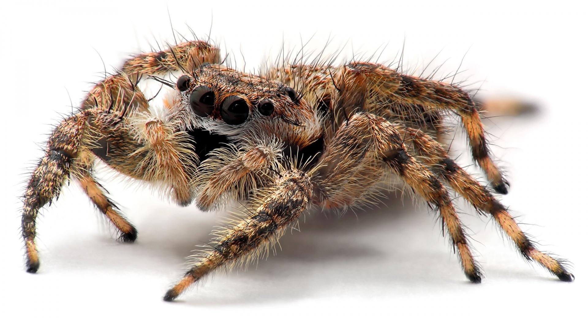 Tarantula Spider Close Up at 1280 x 960 size wallpapers HD quality