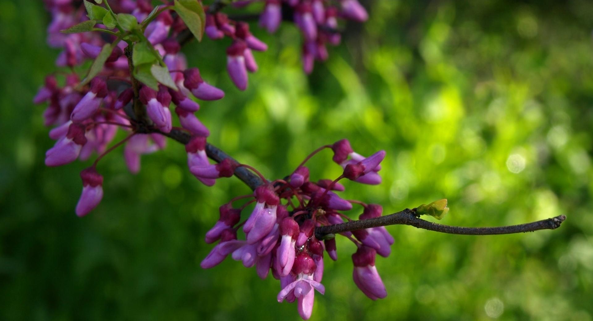 Texas Redbud at 640 x 960 iPhone 4 size wallpapers HD quality