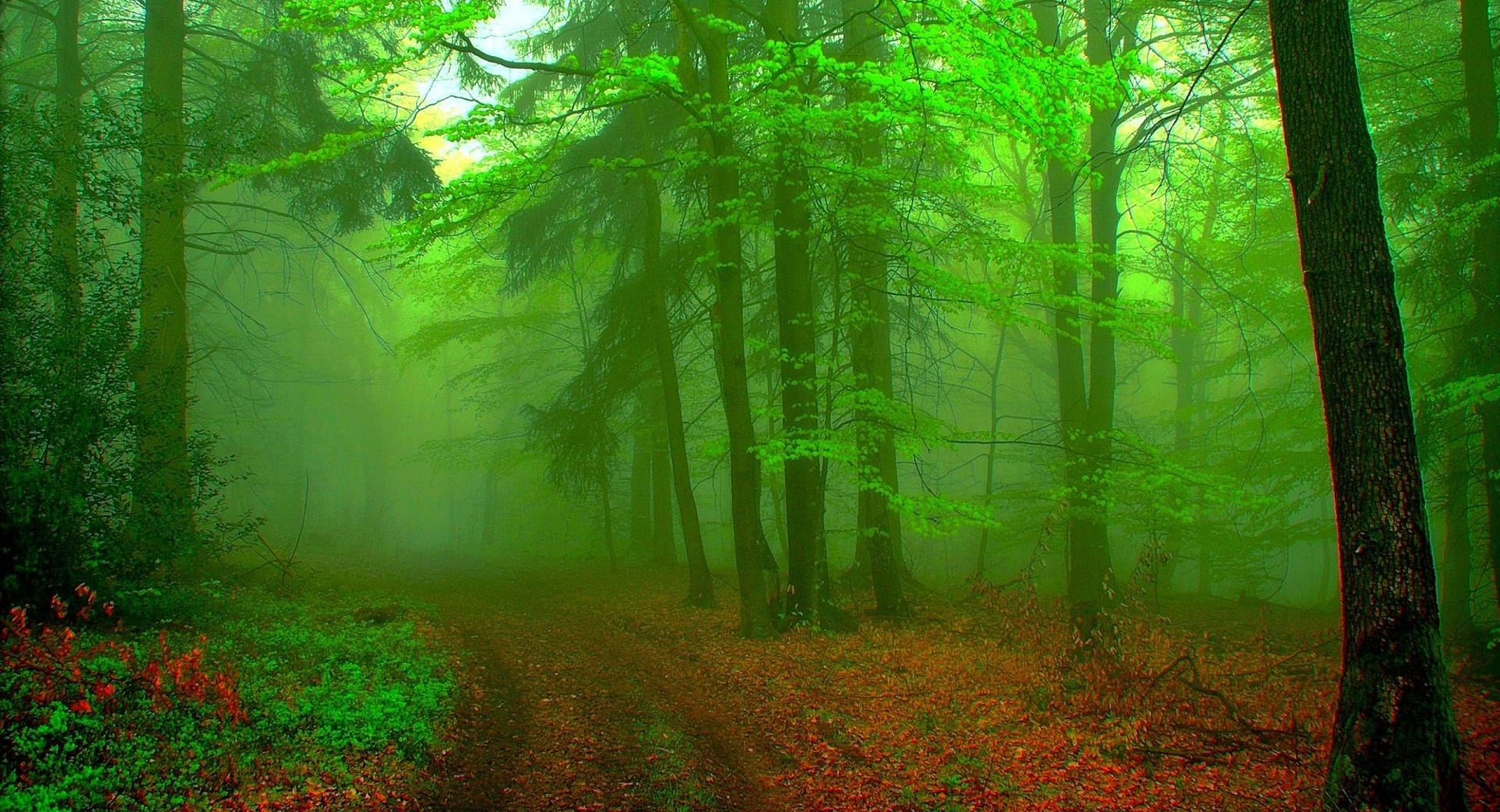 The Forest at 1600 x 1200 size wallpapers HD quality