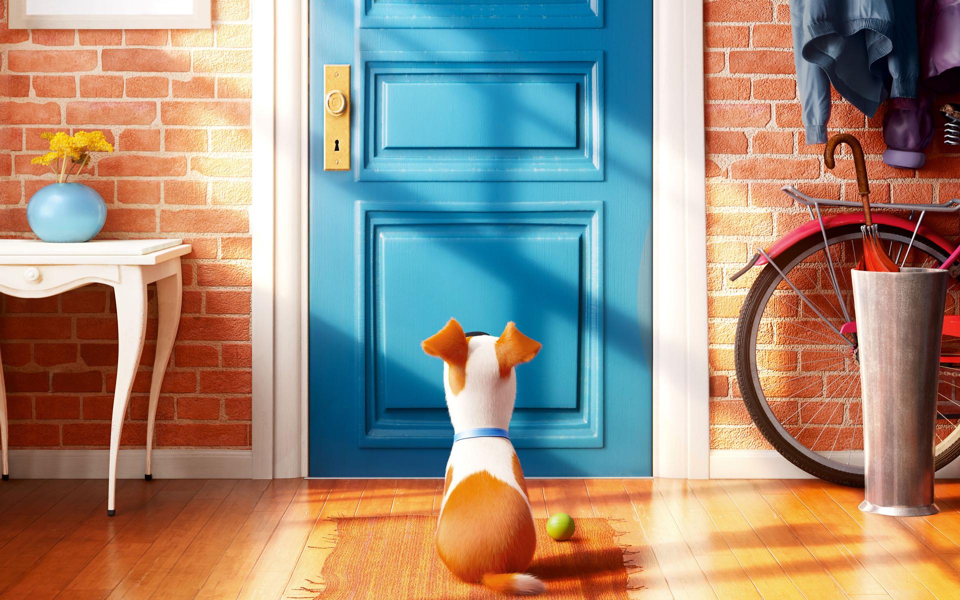 The Secret Life Of Pets wallpapers HD quality