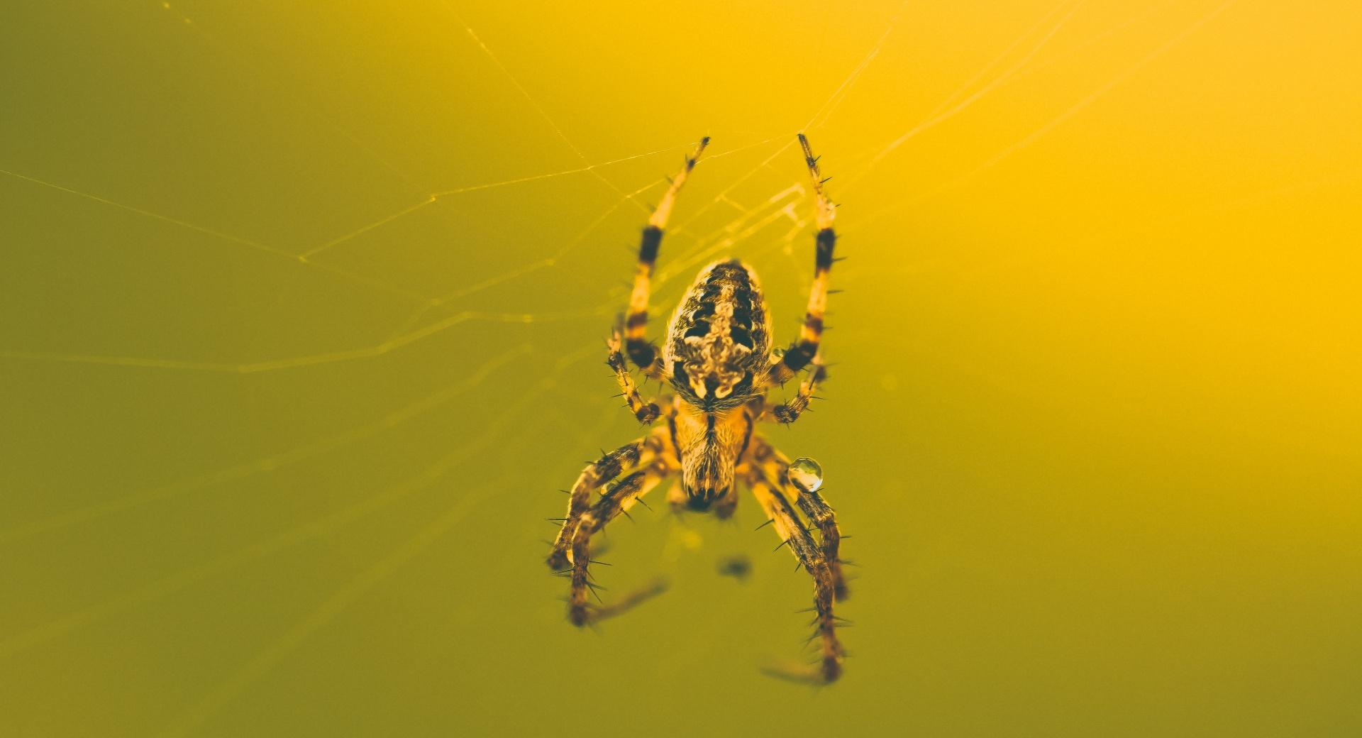 This Awesome Spider at 1334 x 750 iPhone 7 size wallpapers HD quality