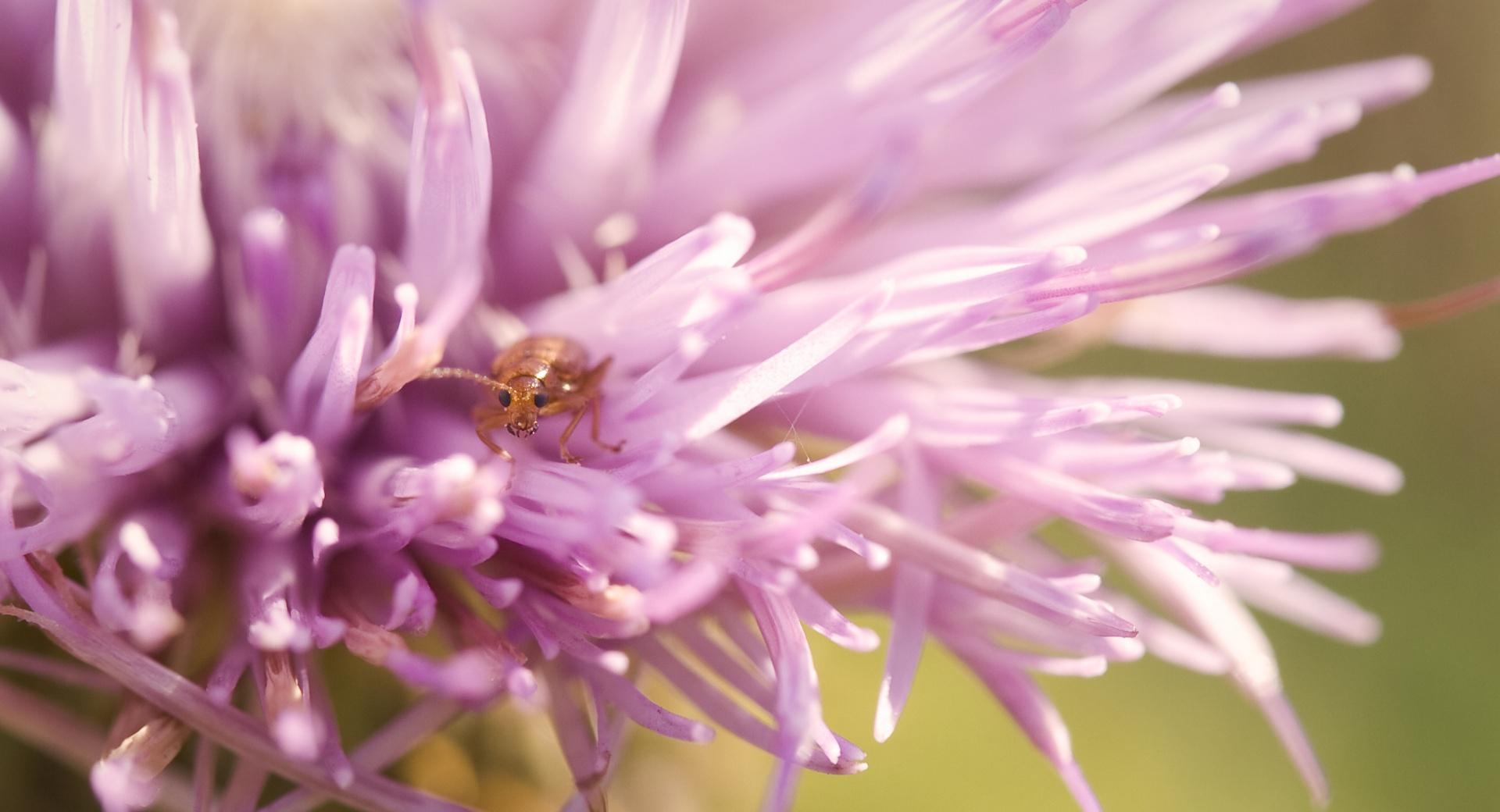 Thistle Flower Bug at 750 x 1334 iPhone 6 size wallpapers HD quality