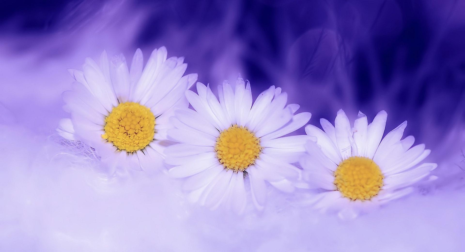Three White Daisy wallpapers HD quality