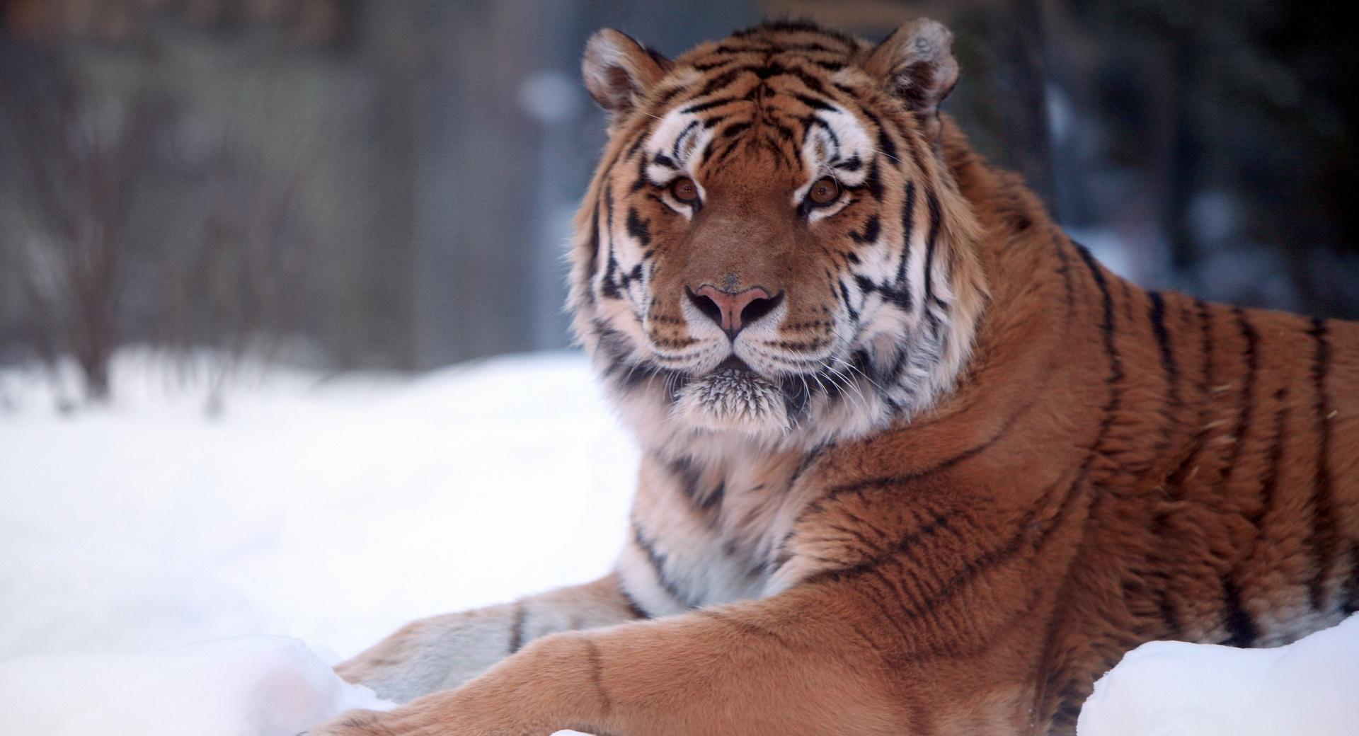 Tiger In Snow at 320 x 480 iPhone size wallpapers HD quality