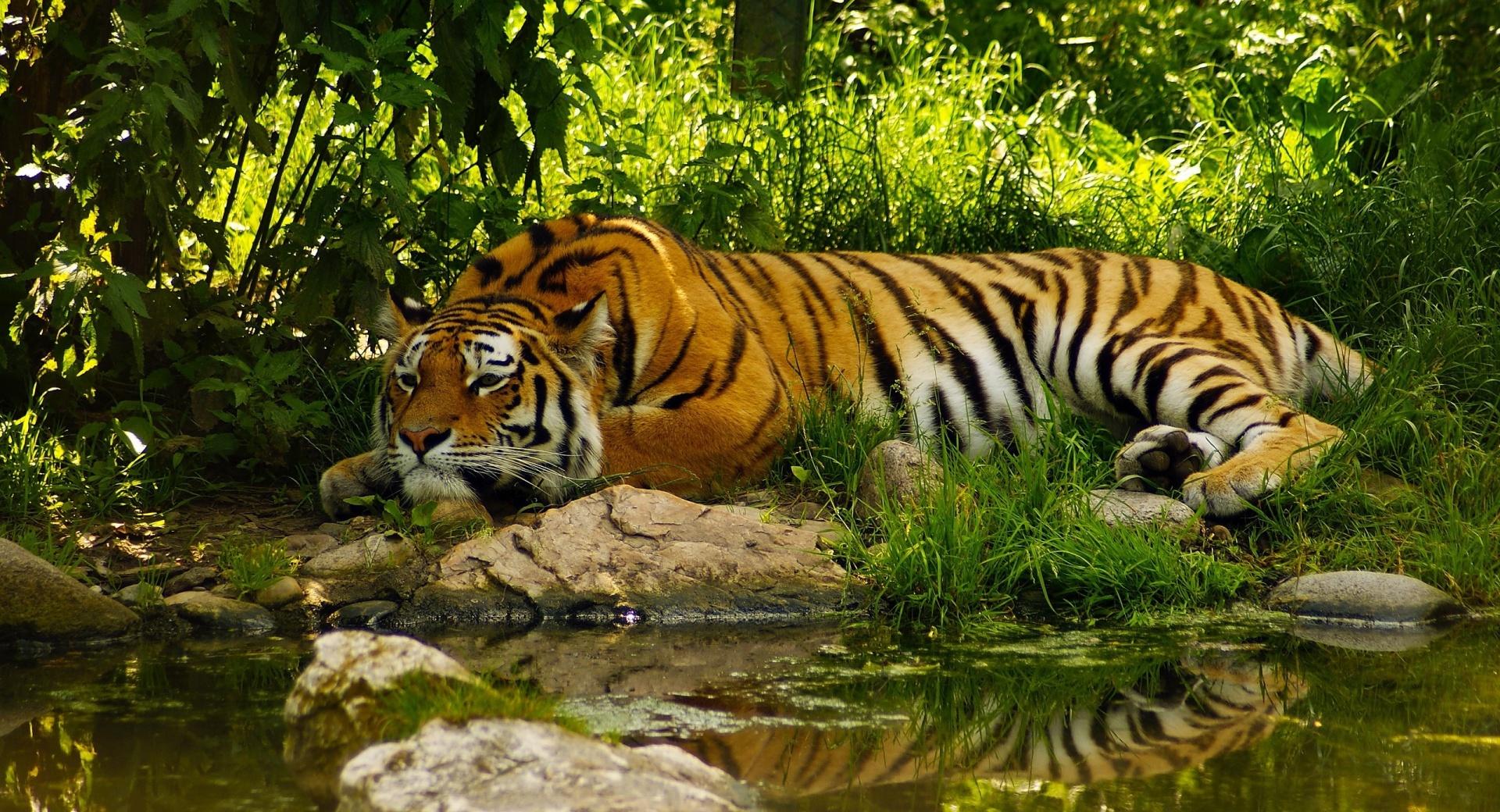 Tiger Resting at 640 x 1136 iPhone 5 size wallpapers HD quality