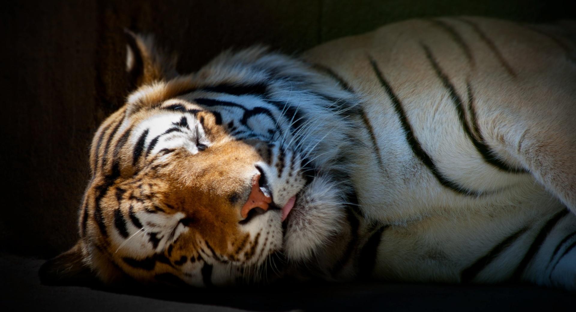 Tiger Sleeping at 1024 x 1024 iPad size wallpapers HD quality