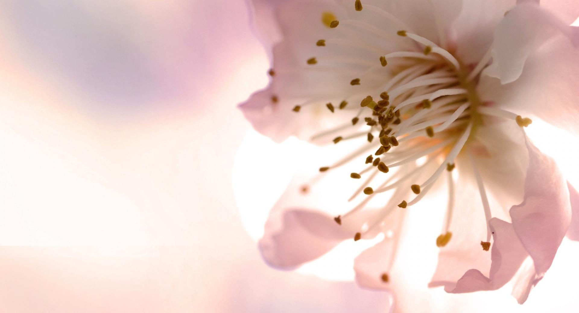 Tree Blossom Macro at 1152 x 864 size wallpapers HD quality