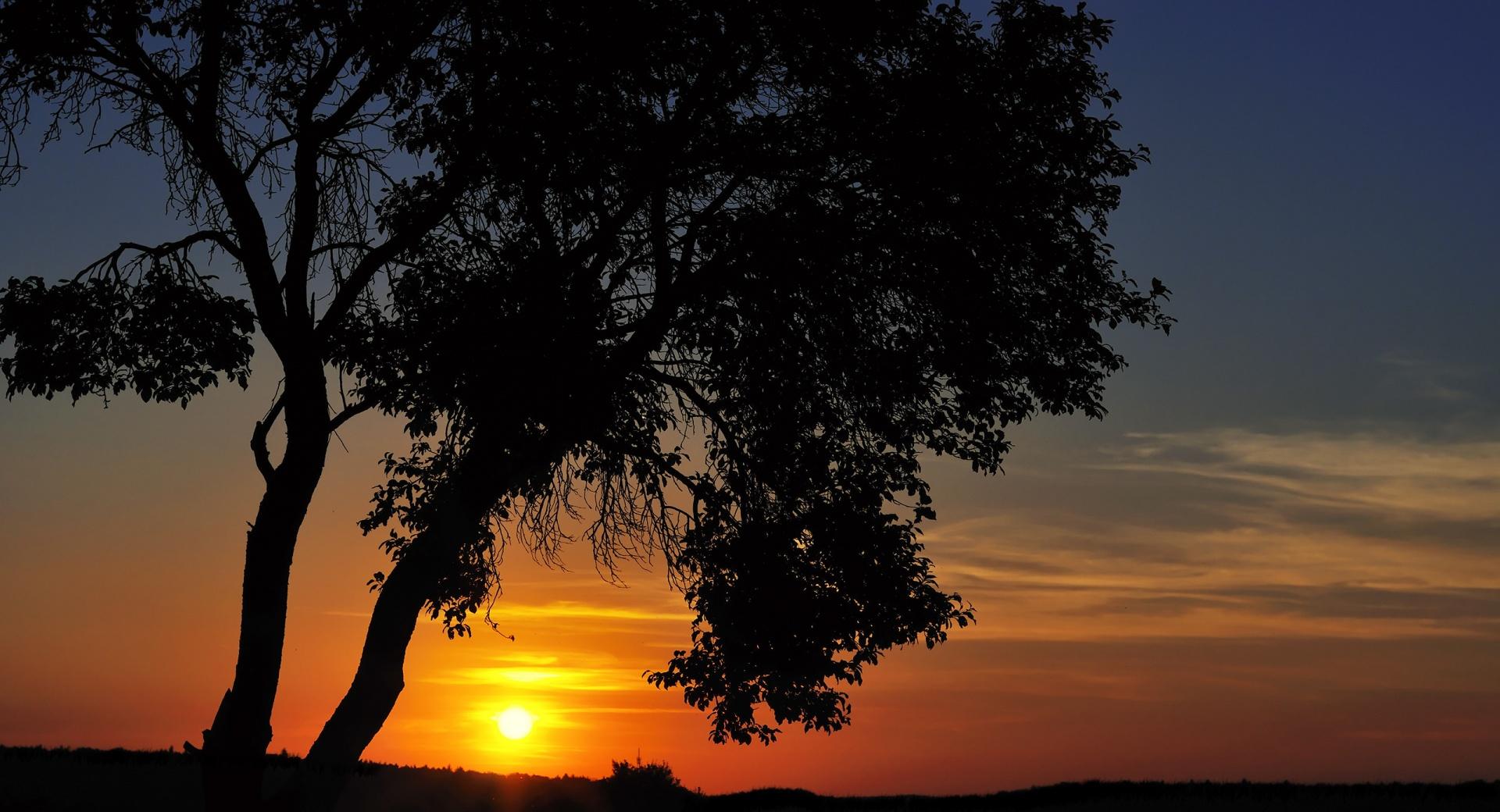 Tree In The Sunset at 320 x 480 iPhone size wallpapers HD quality