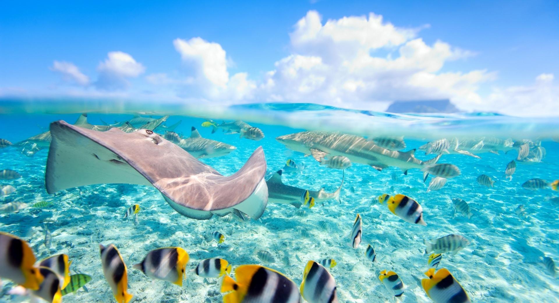 Tropical Underwater World wallpapers HD quality