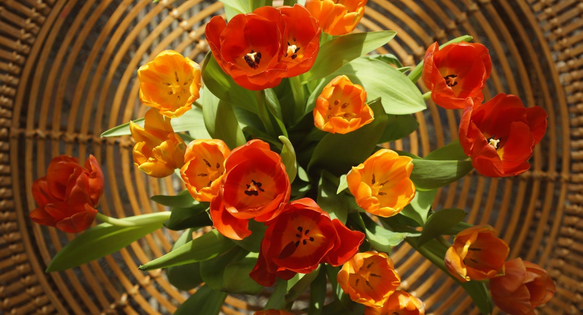 Tulips for Mothers Day at 1600 x 1200 size wallpapers HD quality