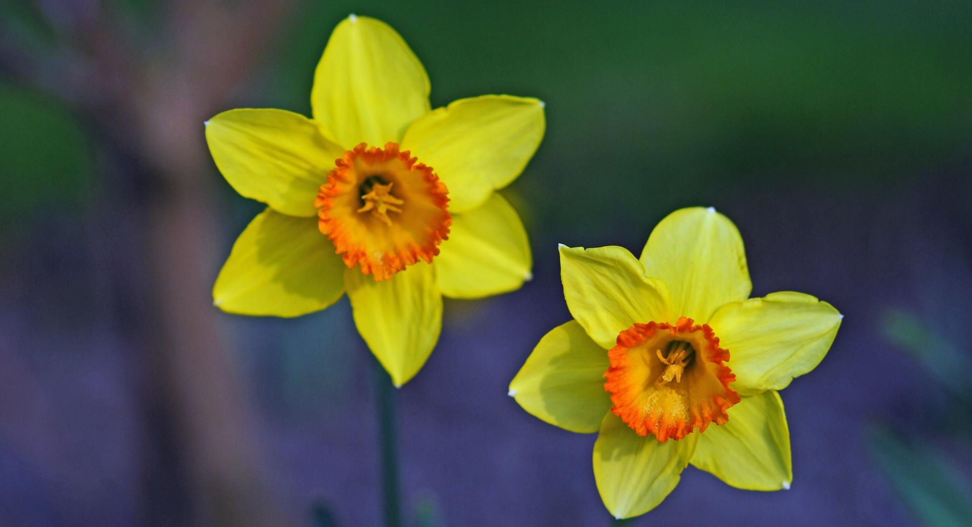 Two Beautiful Daffodils at 1024 x 1024 iPad size wallpapers HD quality