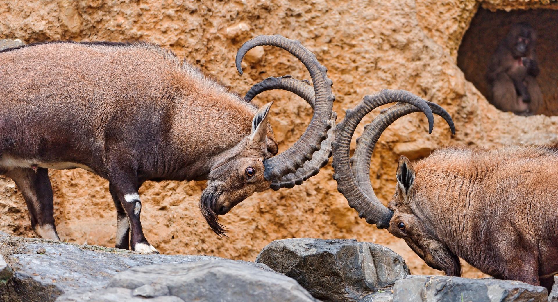 Two Male Ibexes Fighting at 1280 x 960 size wallpapers HD quality
