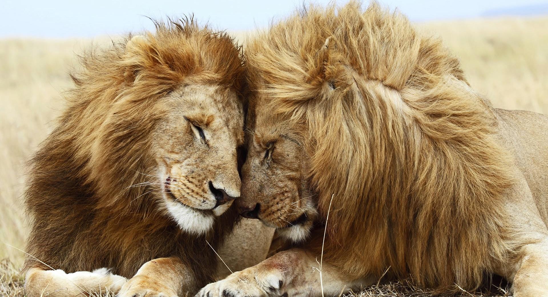 Two Male Lions at 640 x 1136 iPhone 5 size wallpapers HD quality
