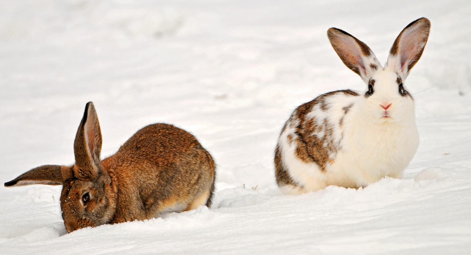 Two Rabbits In The Snow at 1152 x 864 size wallpapers HD quality