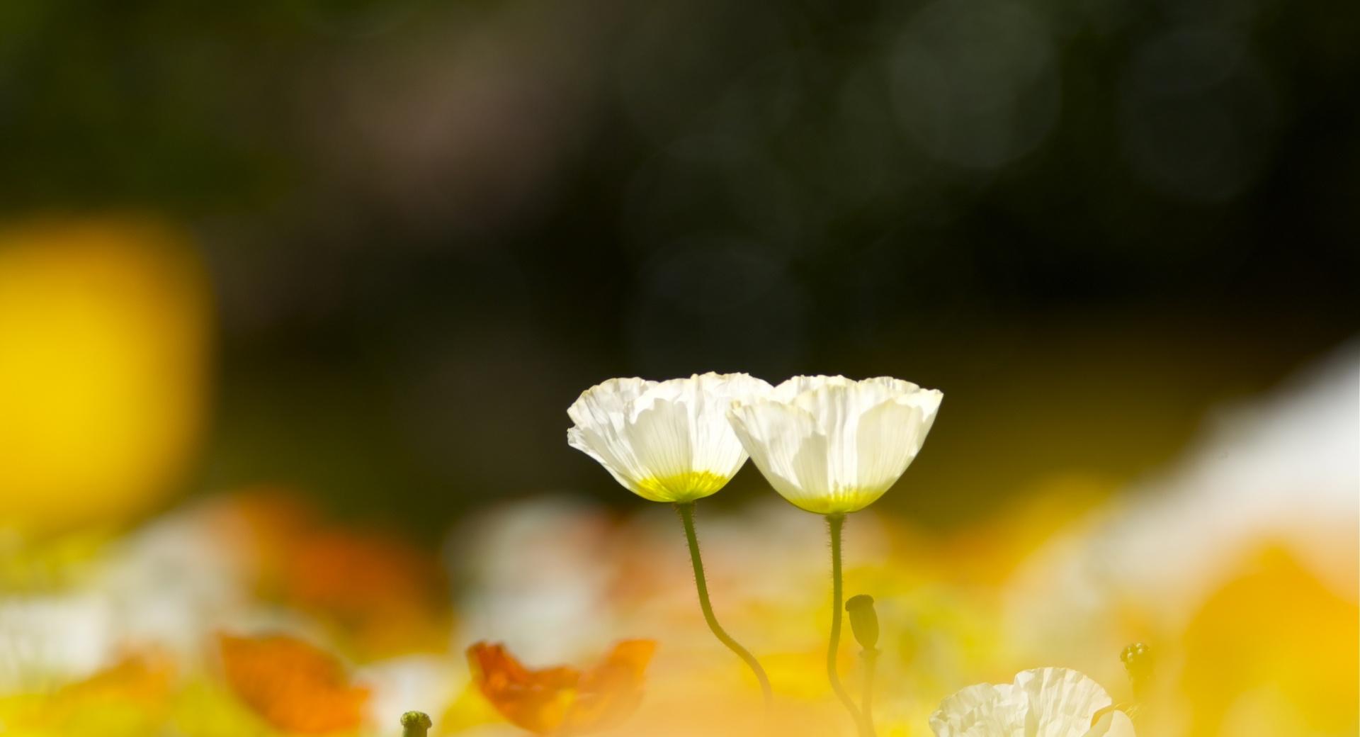 Two White Poppy Flowers at 640 x 960 iPhone 4 size wallpapers HD quality