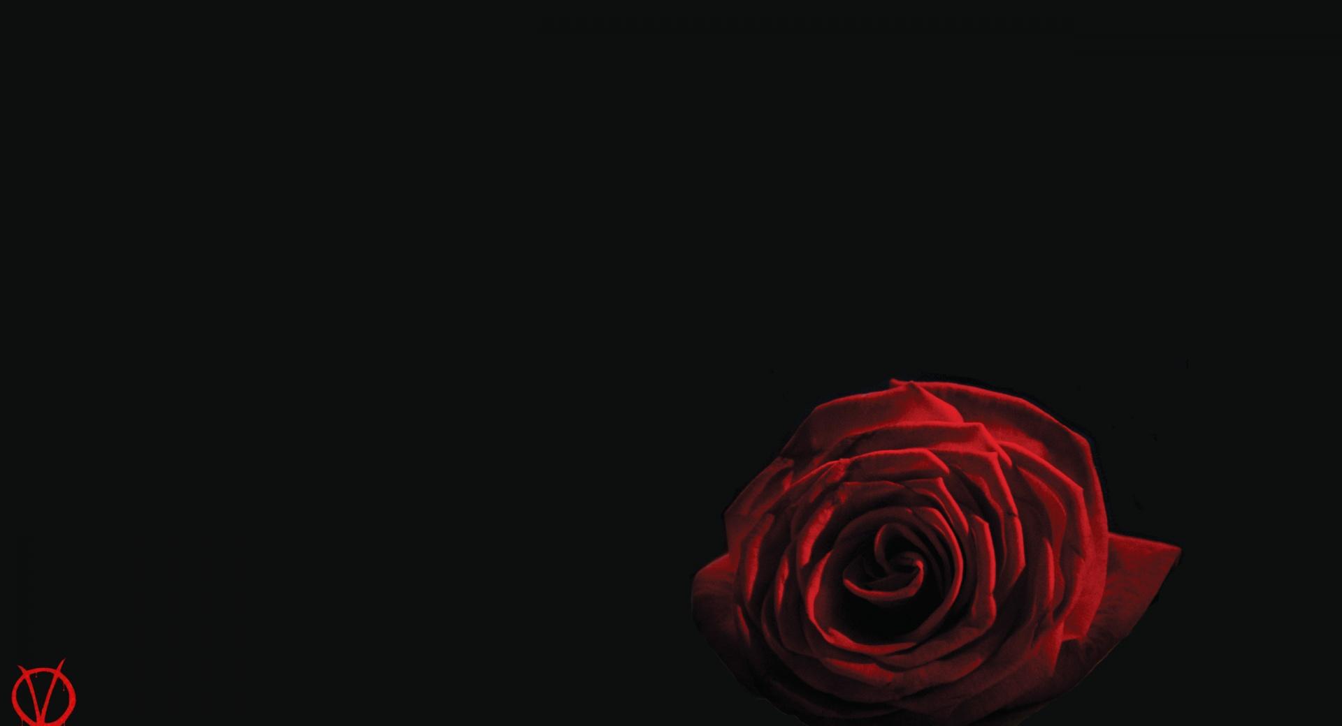 V For Vendetta Rose at 750 x 1334 iPhone 6 size wallpapers HD quality