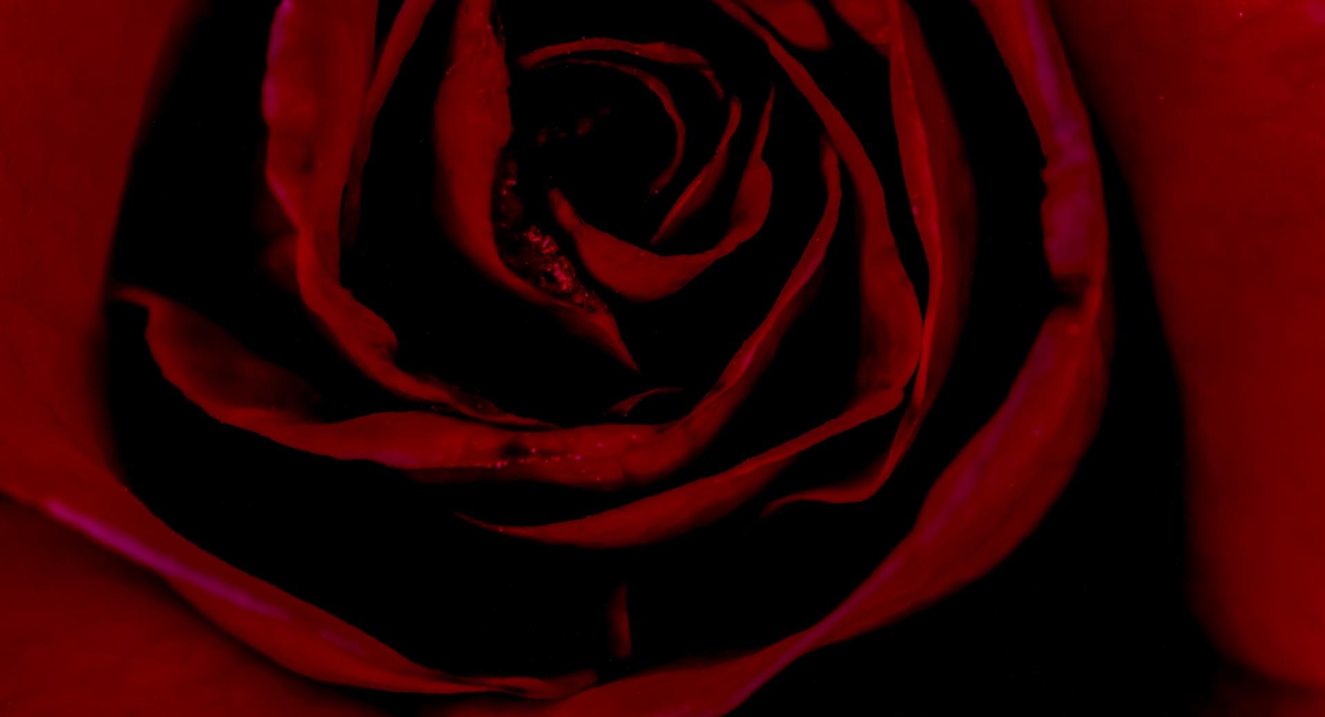 Valentine Red Rose wallpapers HD quality