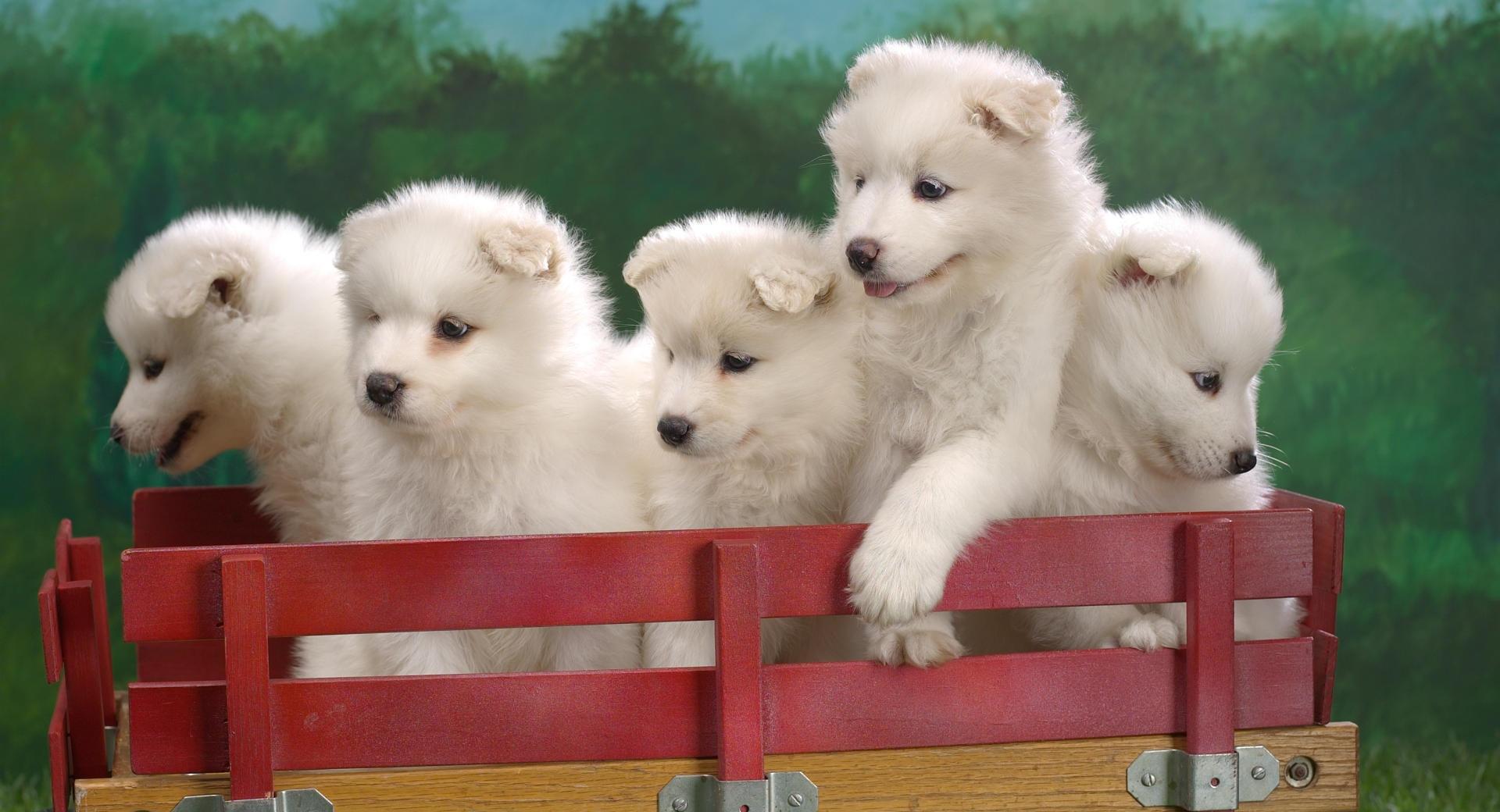 Wagonload Of Samoyed Puppies wallpapers HD quality