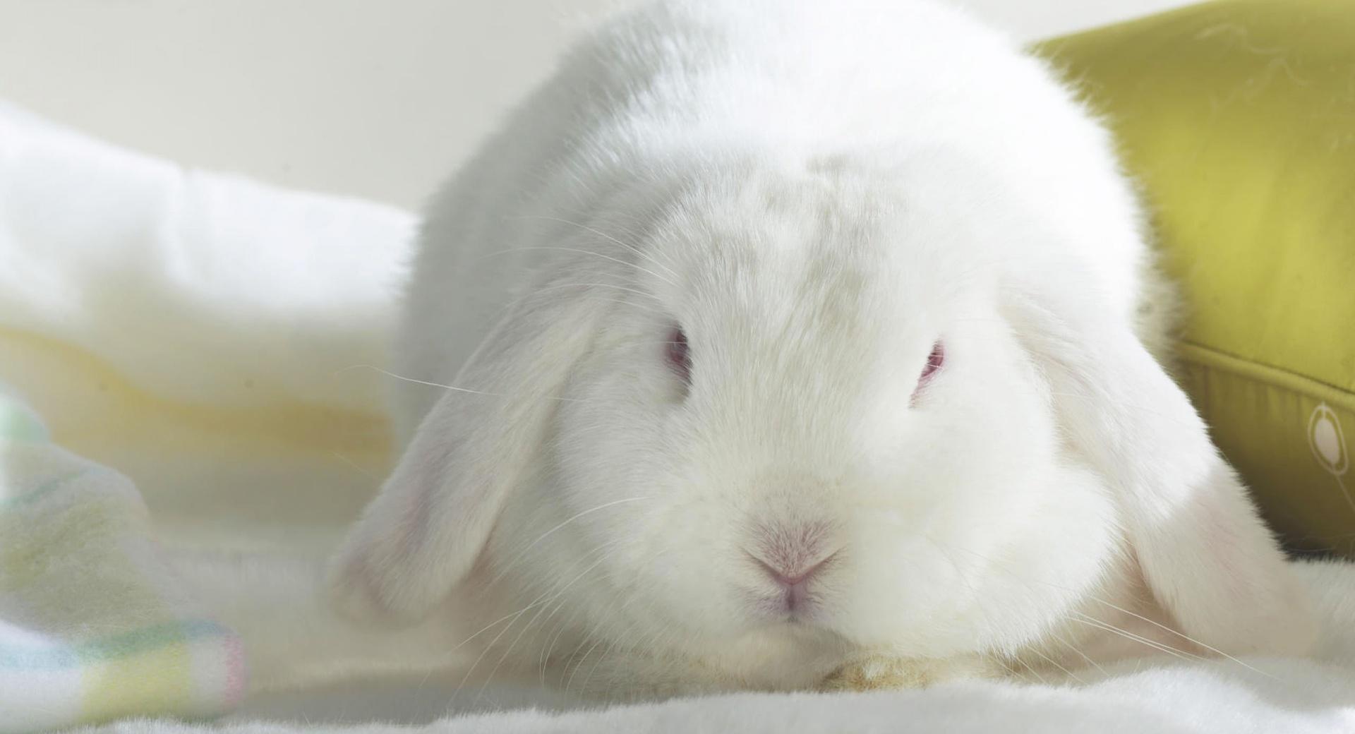 White Bunny at 1280 x 960 size wallpapers HD quality