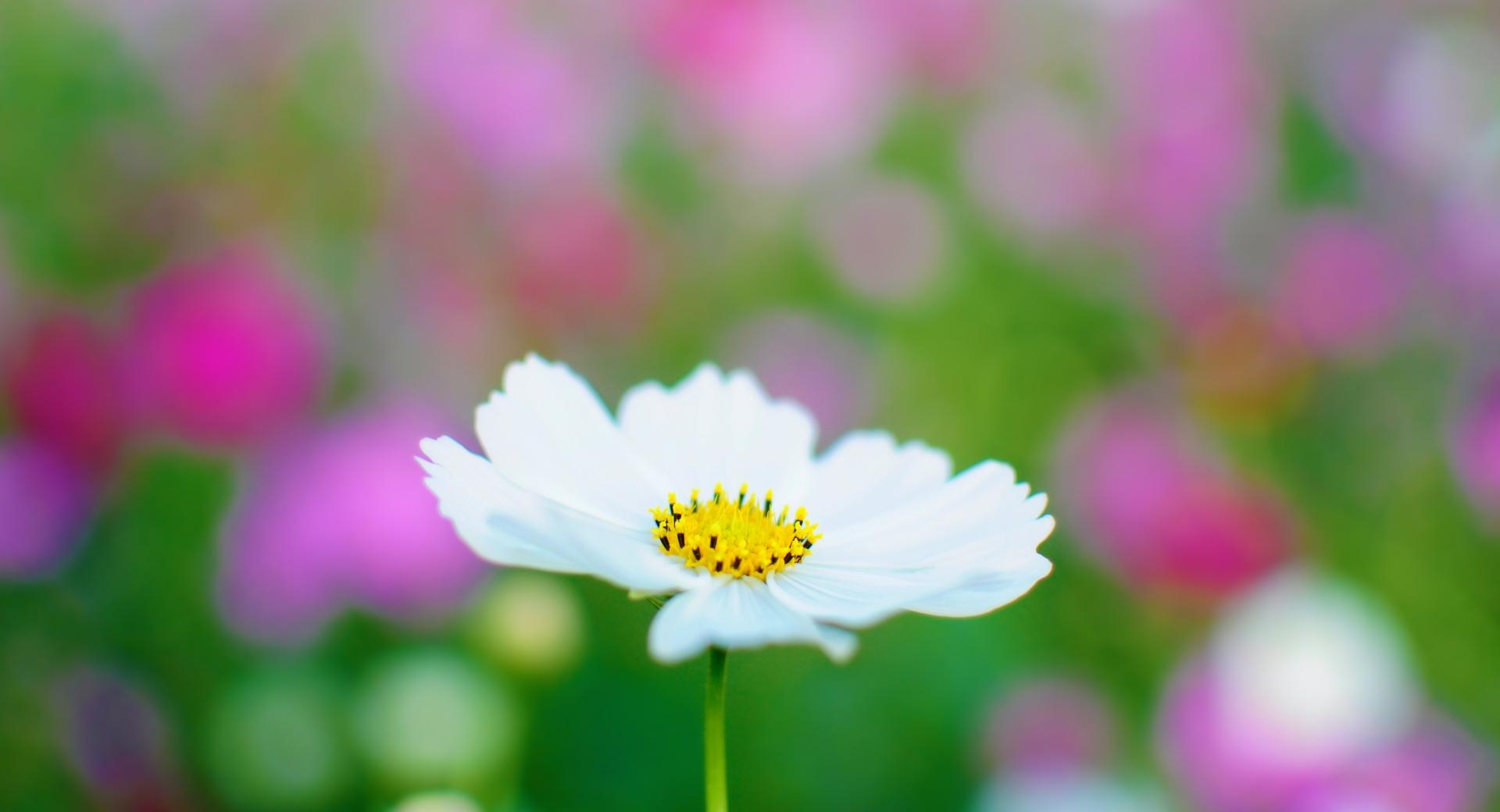 White Cosmos wallpapers HD quality