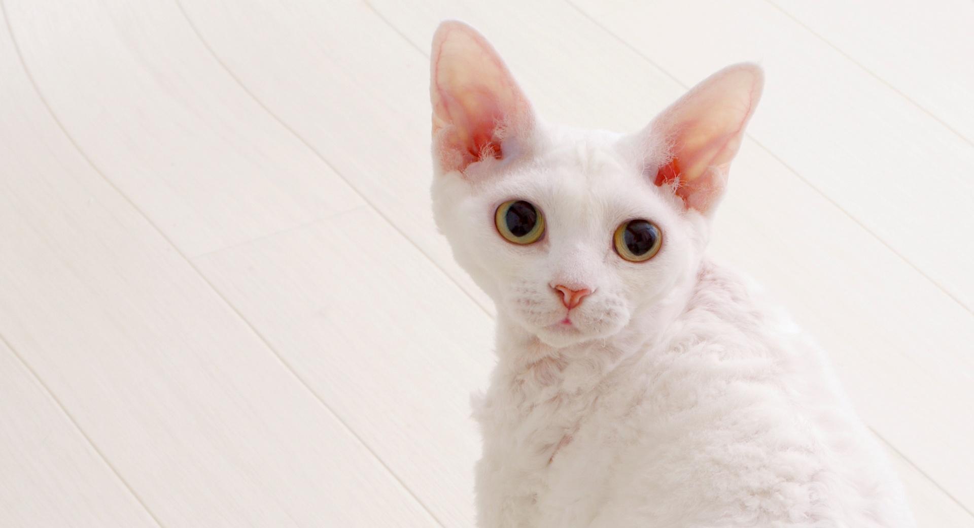 White Devon Rex at 1334 x 750 iPhone 7 size wallpapers HD quality