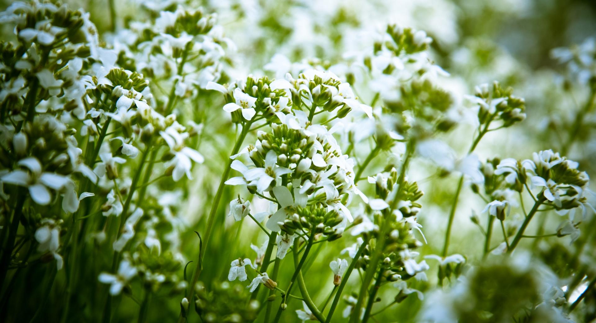 White Field Flowers wallpapers HD quality