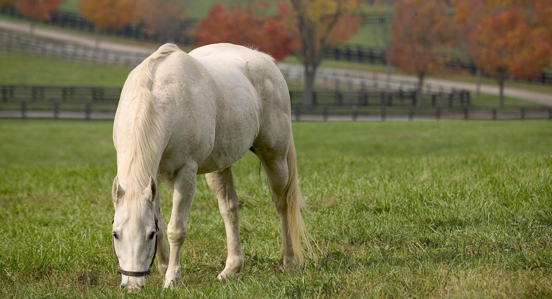 White Horse Grazing wallpapers HD quality
