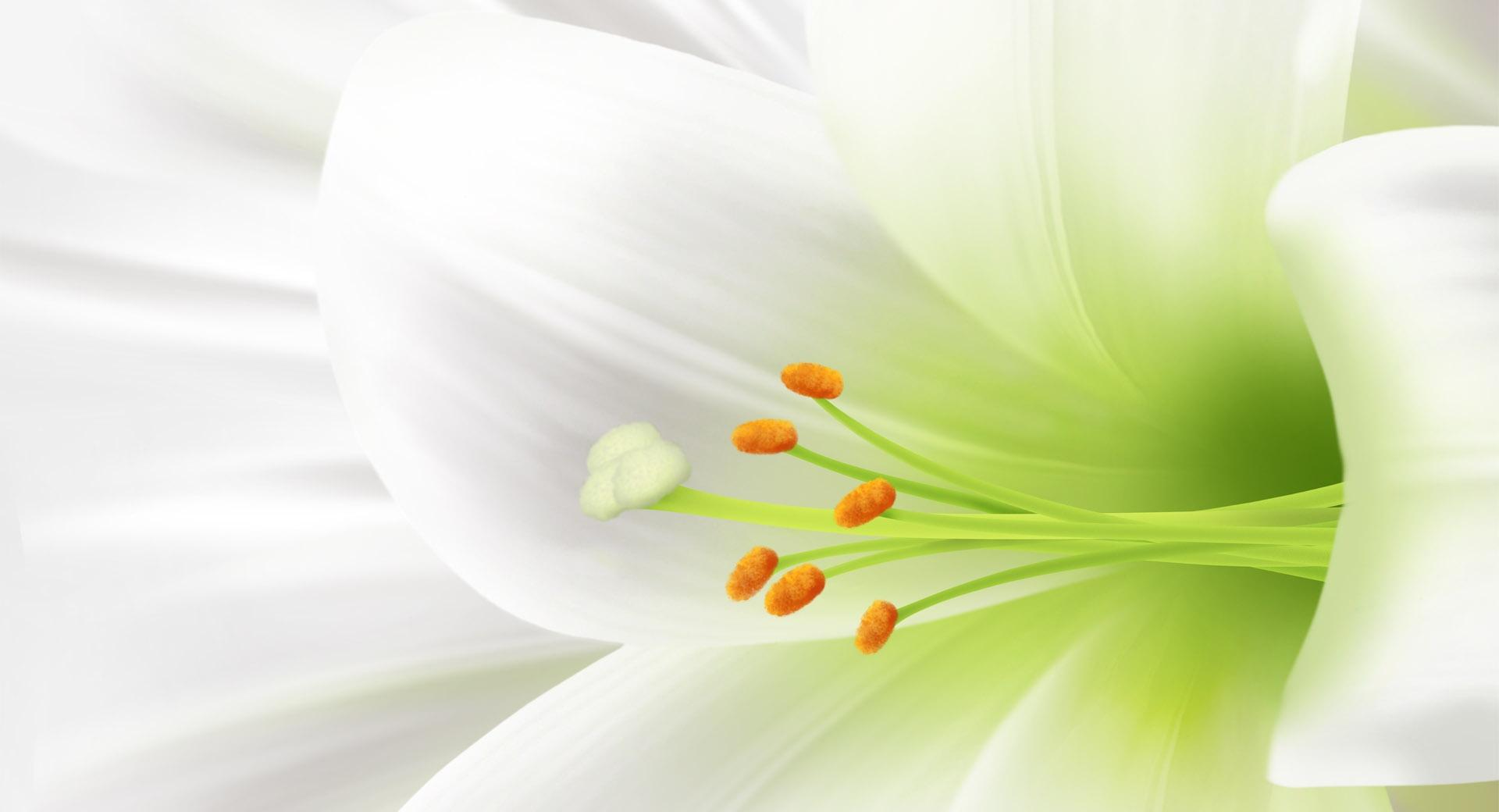 White Lily, Easter Flower at 1152 x 864 size wallpapers HD quality