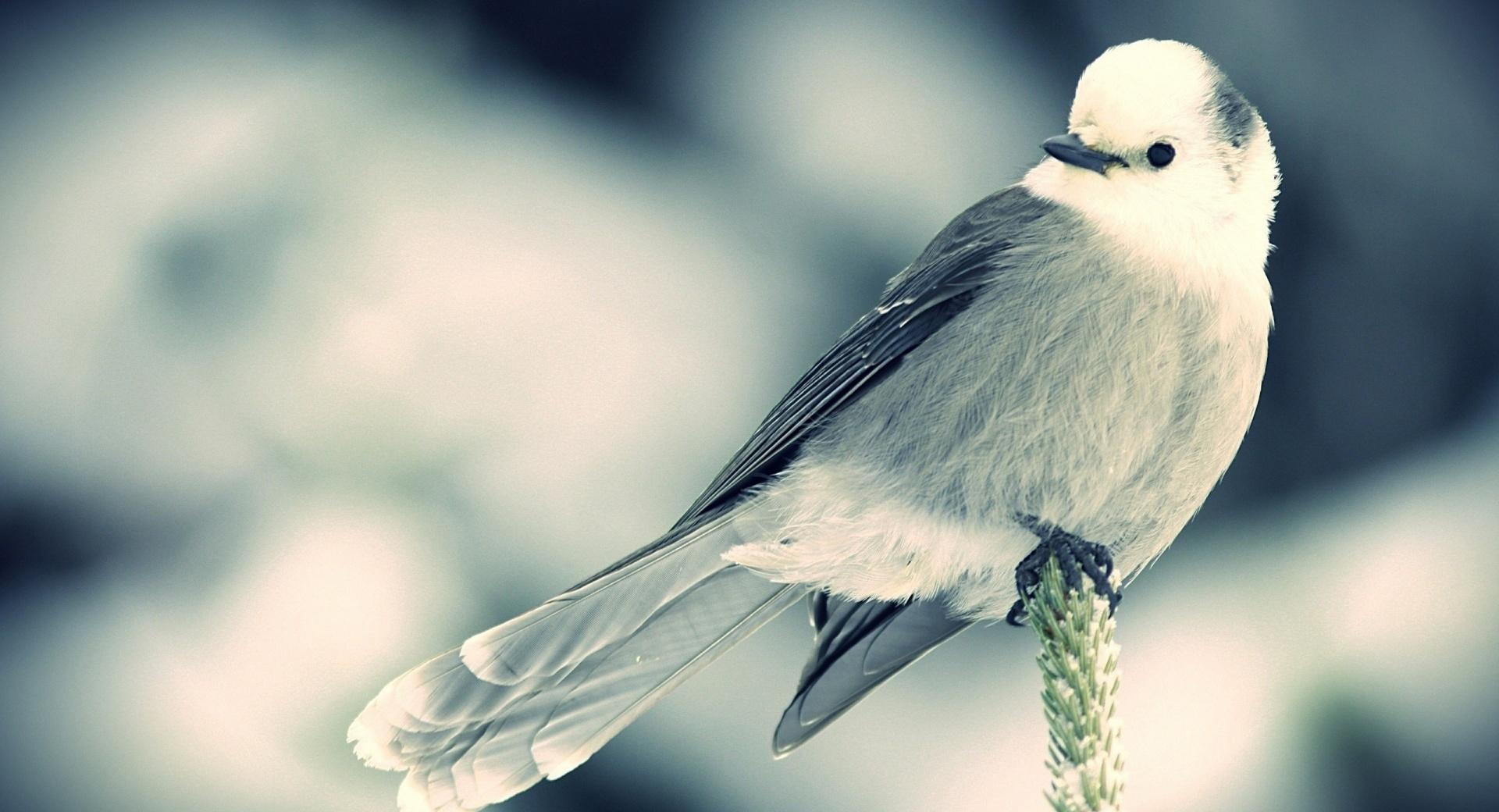 White Little Bird at 640 x 1136 iPhone 5 size wallpapers HD quality