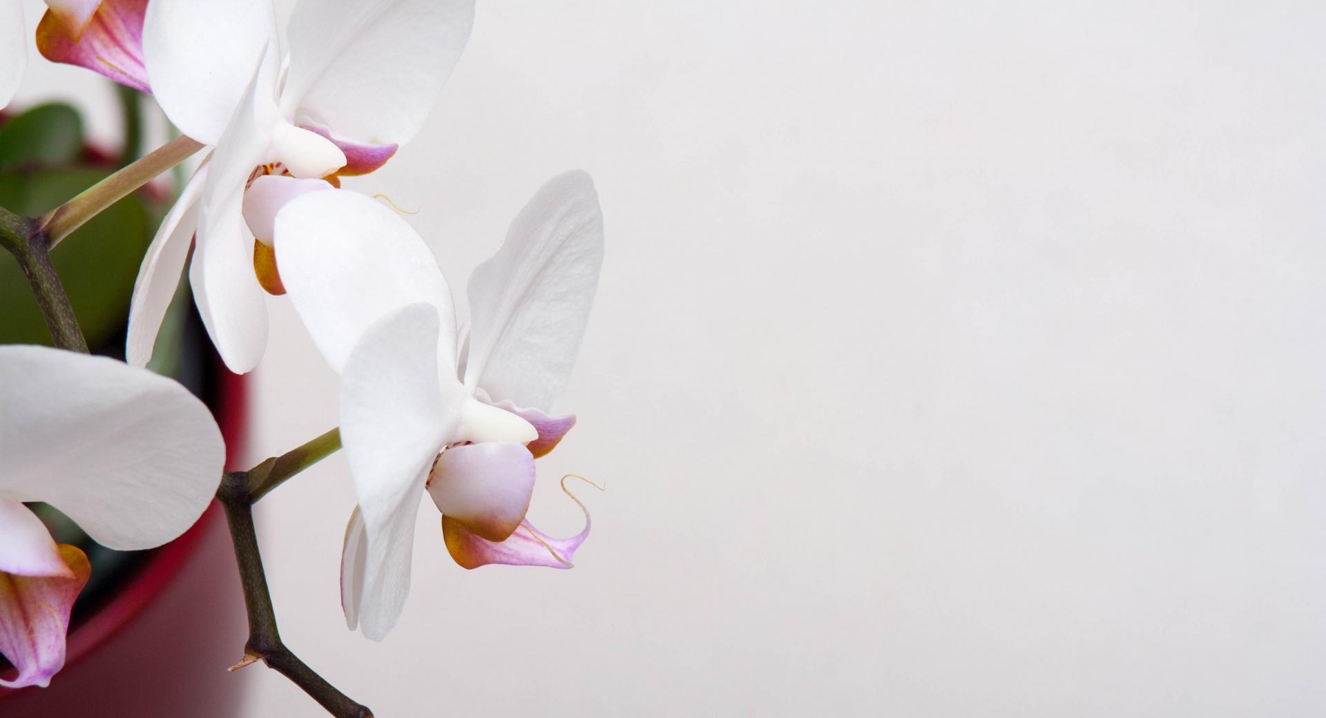 White Orchidee at 640 x 1136 iPhone 5 size wallpapers HD quality