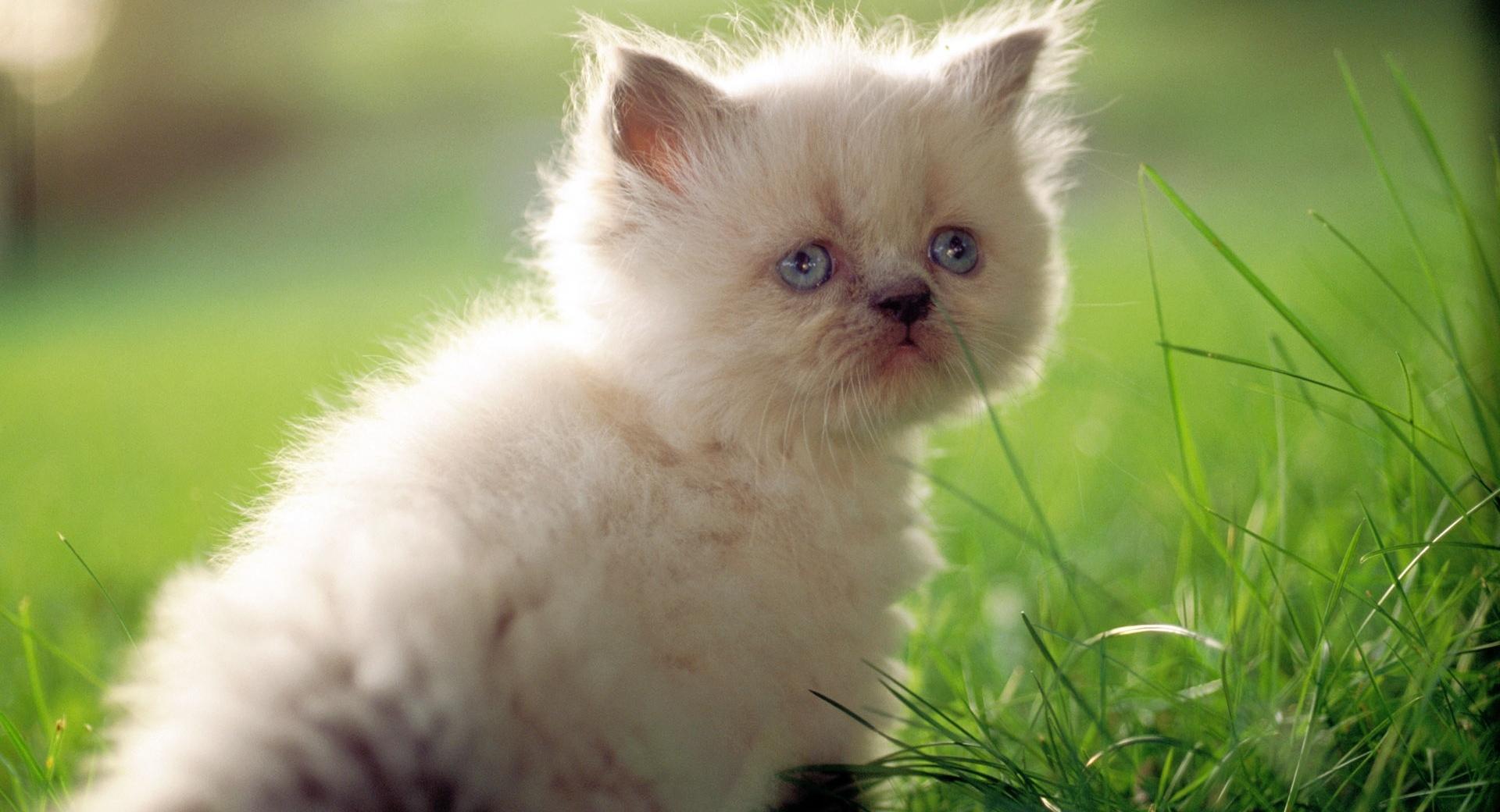 White Persian Kitten With Blue Eyes at 2048 x 2048 iPad size wallpapers HD quality