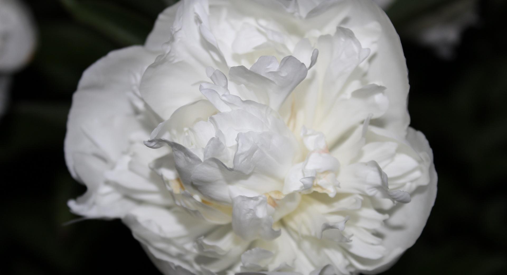 White Rose Just Like Silk at 1024 x 1024 iPad size wallpapers HD quality