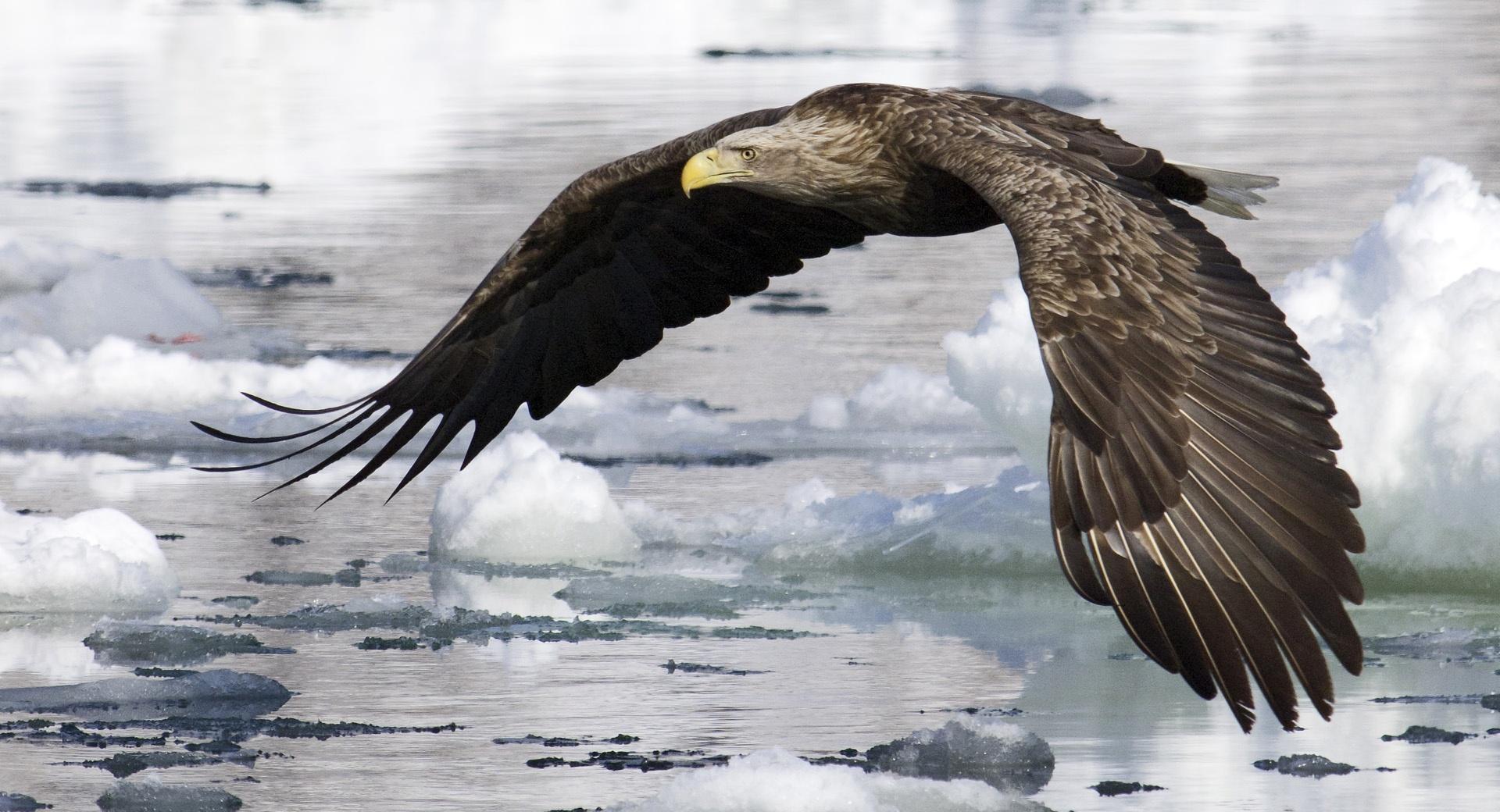 White Tailed Eagle at 1024 x 1024 iPad size wallpapers HD quality