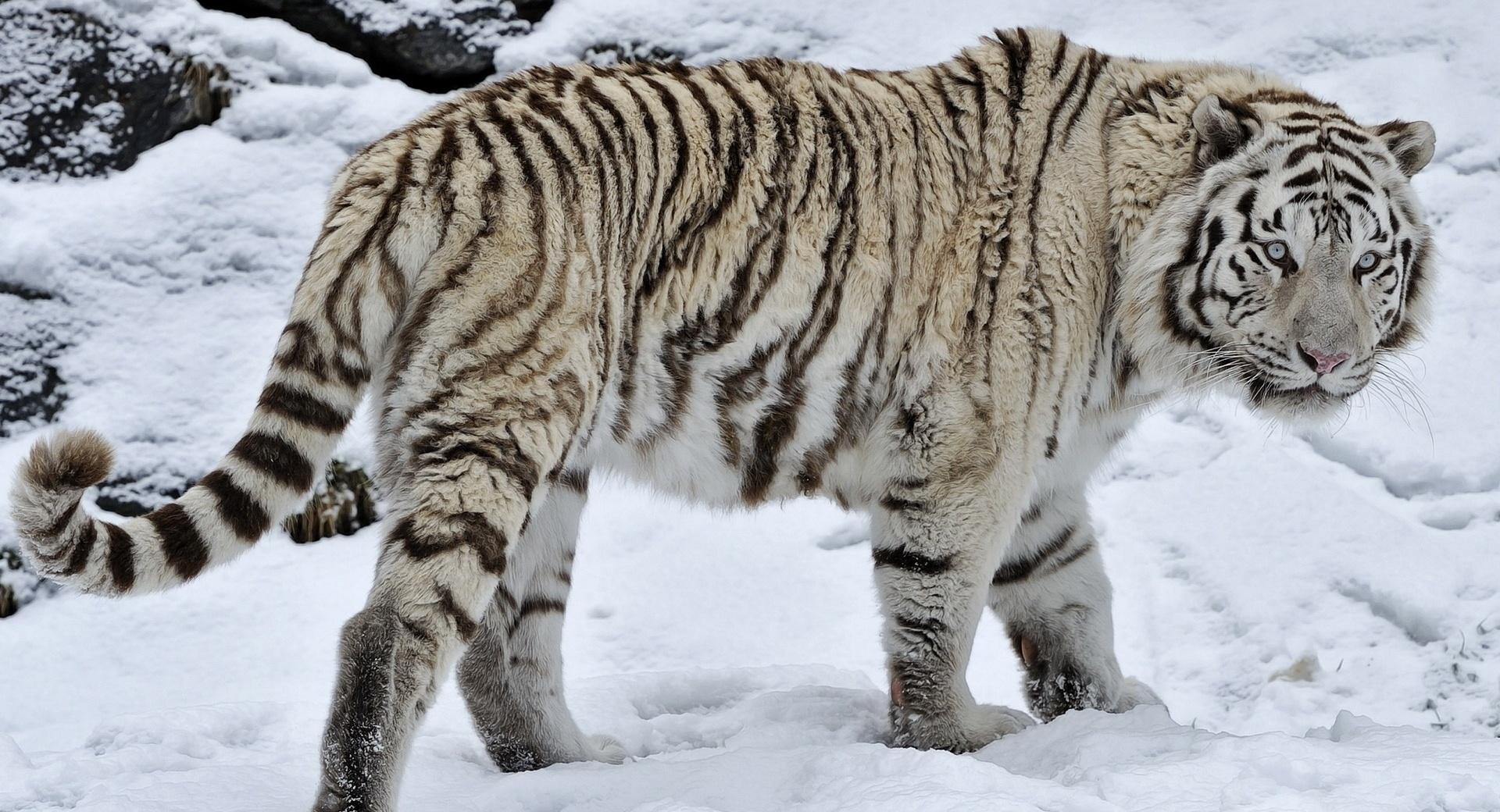 White Tiger On The Snow at 1600 x 1200 size wallpapers HD quality