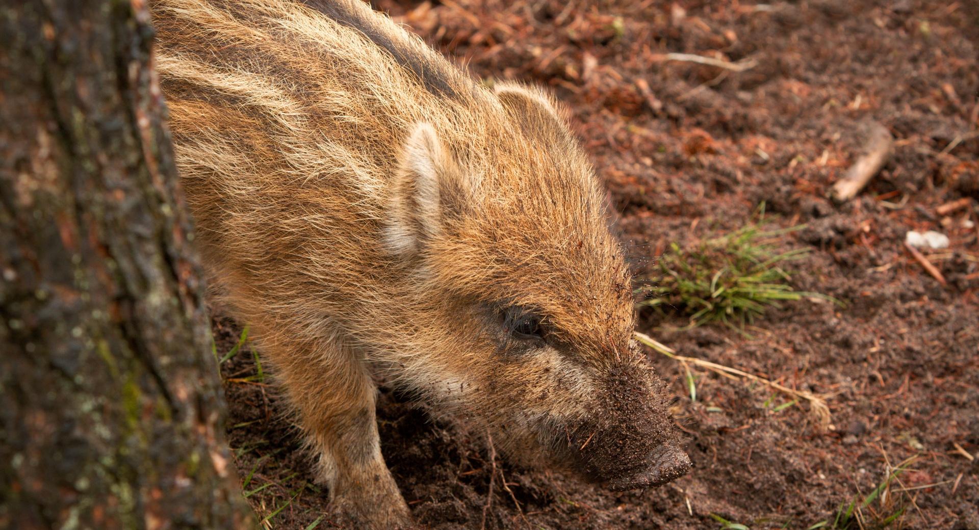 Wild Boar Piglet at 1280 x 960 size wallpapers HD quality