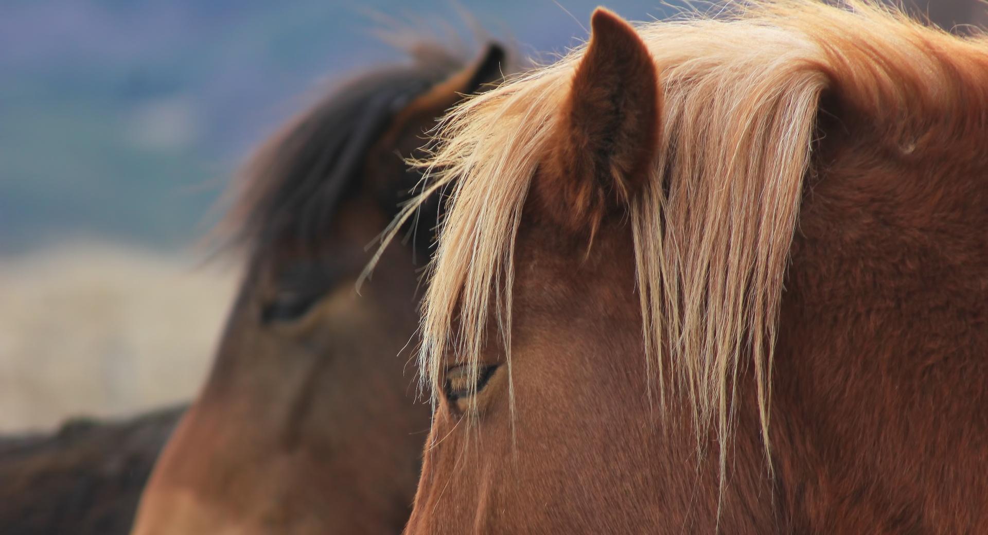 Wild Horses Bulgaria at 1334 x 750 iPhone 7 size wallpapers HD quality