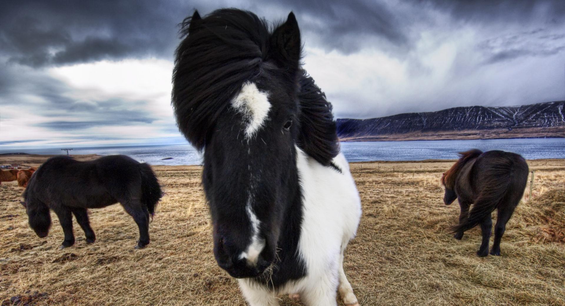 Wild Icelandic Horses at 320 x 480 iPhone size wallpapers HD quality