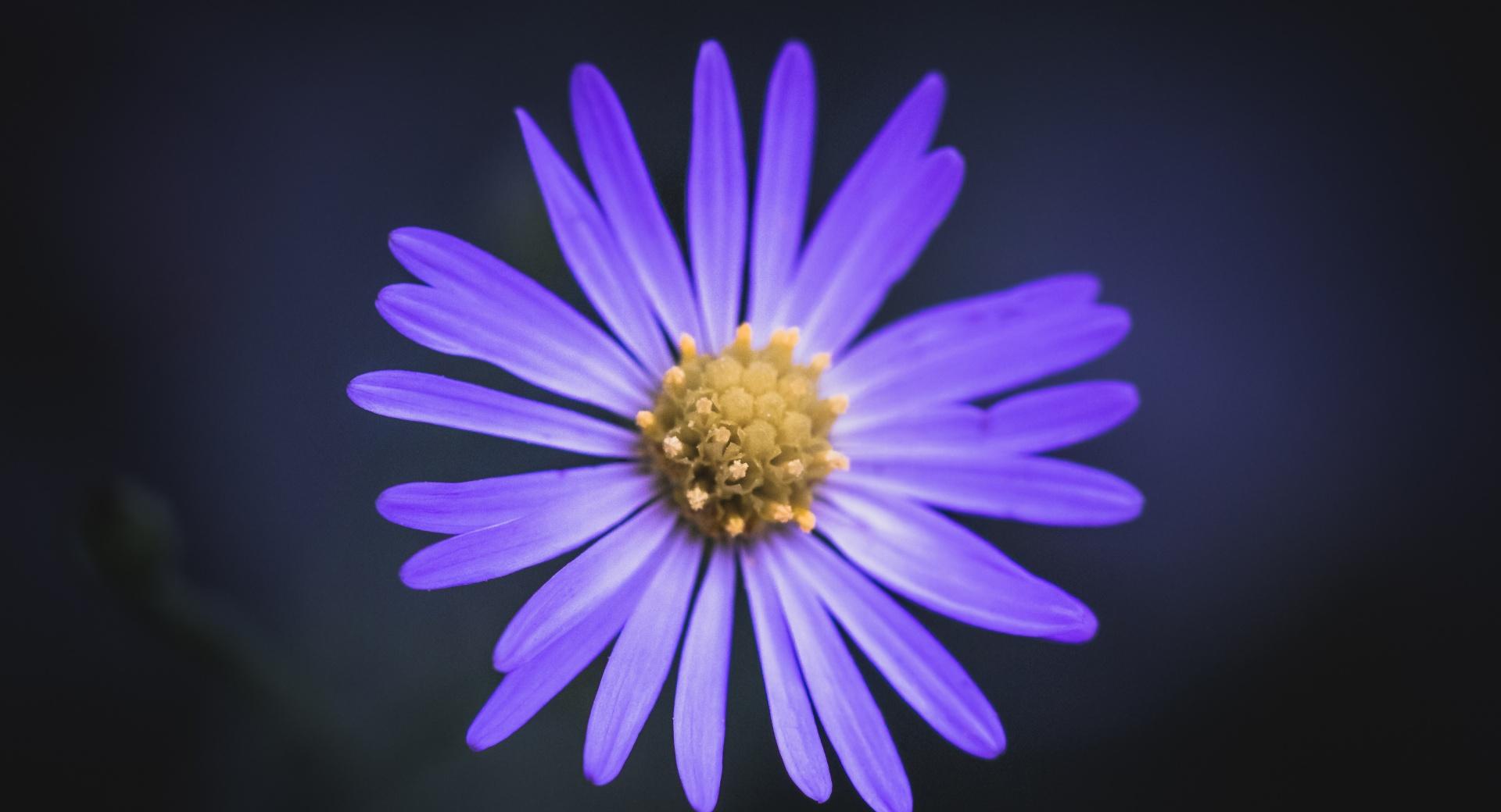 Wildflower at 320 x 480 iPhone size wallpapers HD quality