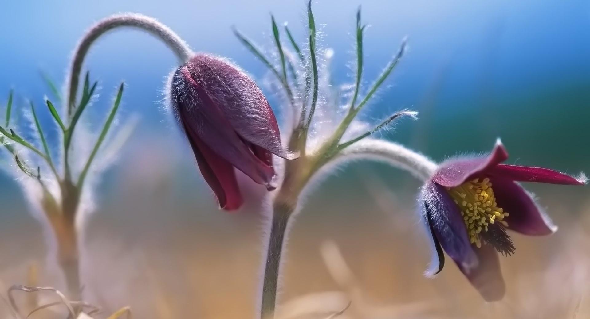 Wildflowers at 640 x 1136 iPhone 5 size wallpapers HD quality