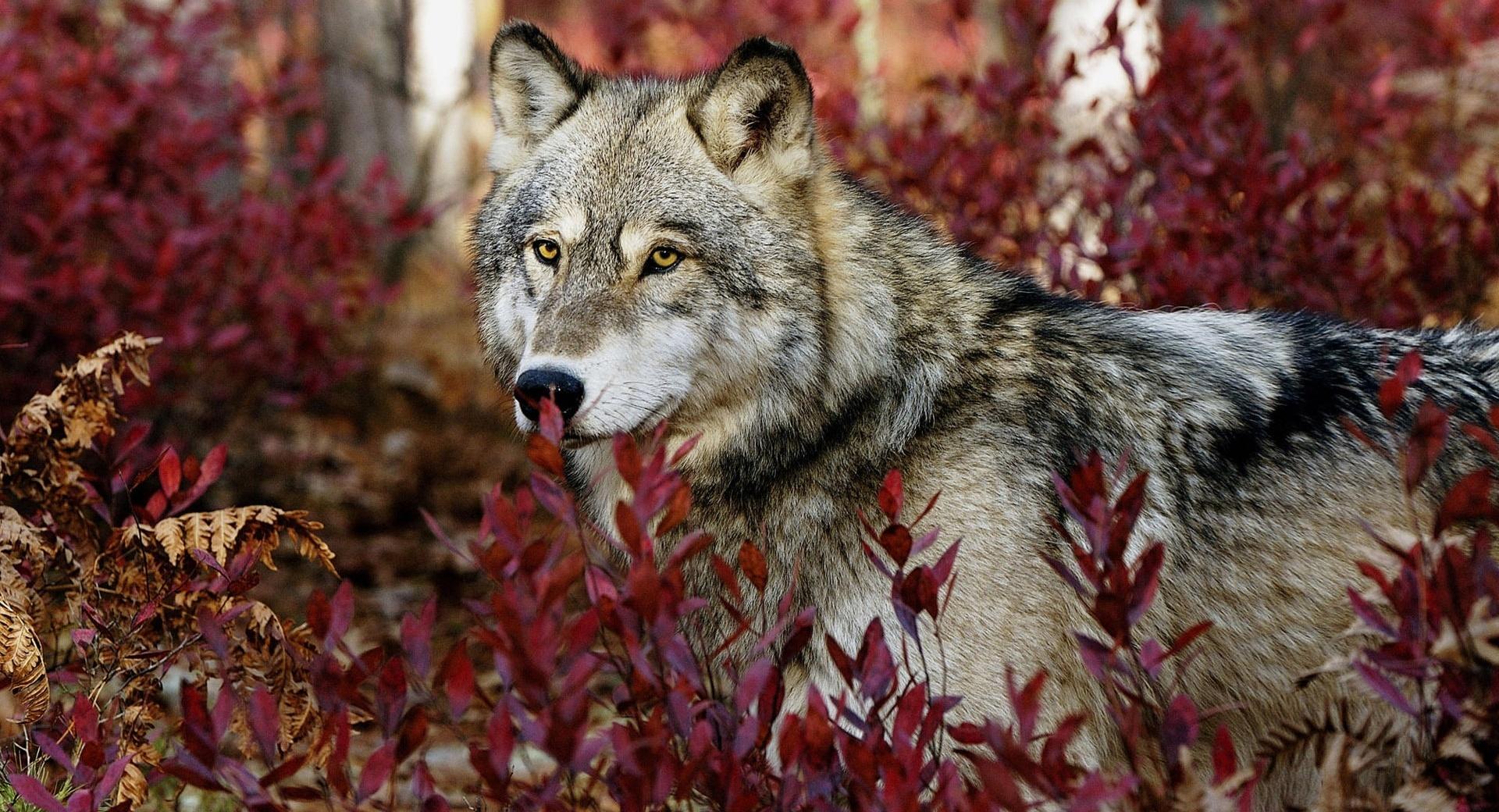 Wolf, Autumn wallpapers HD quality