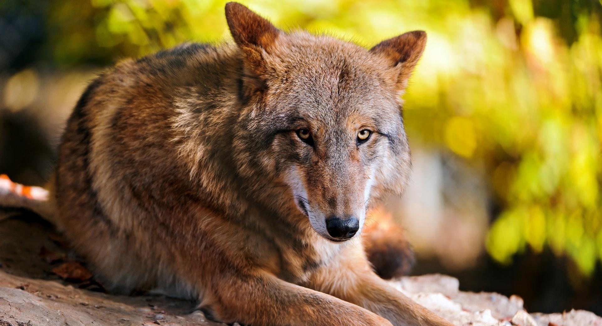 Wolf Resting wallpapers HD quality