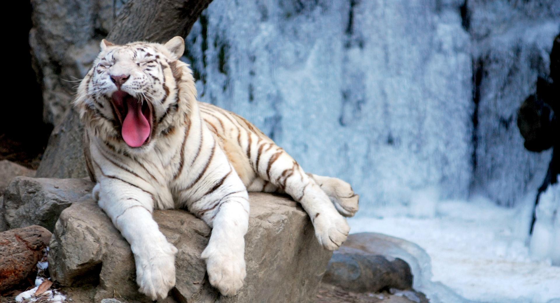 Yawning Tiger at 640 x 1136 iPhone 5 size wallpapers HD quality