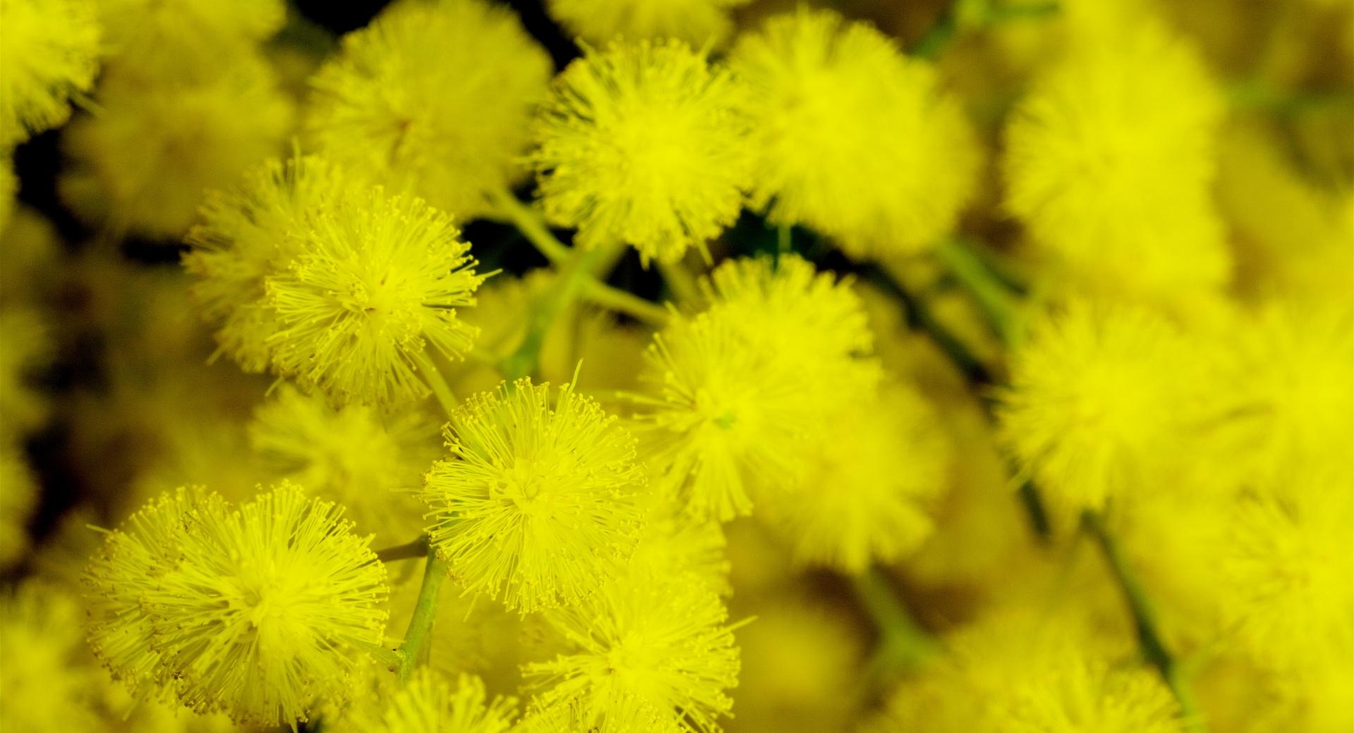 Yellow Acacia Baileyana Flowers at 1152 x 864 size wallpapers HD quality