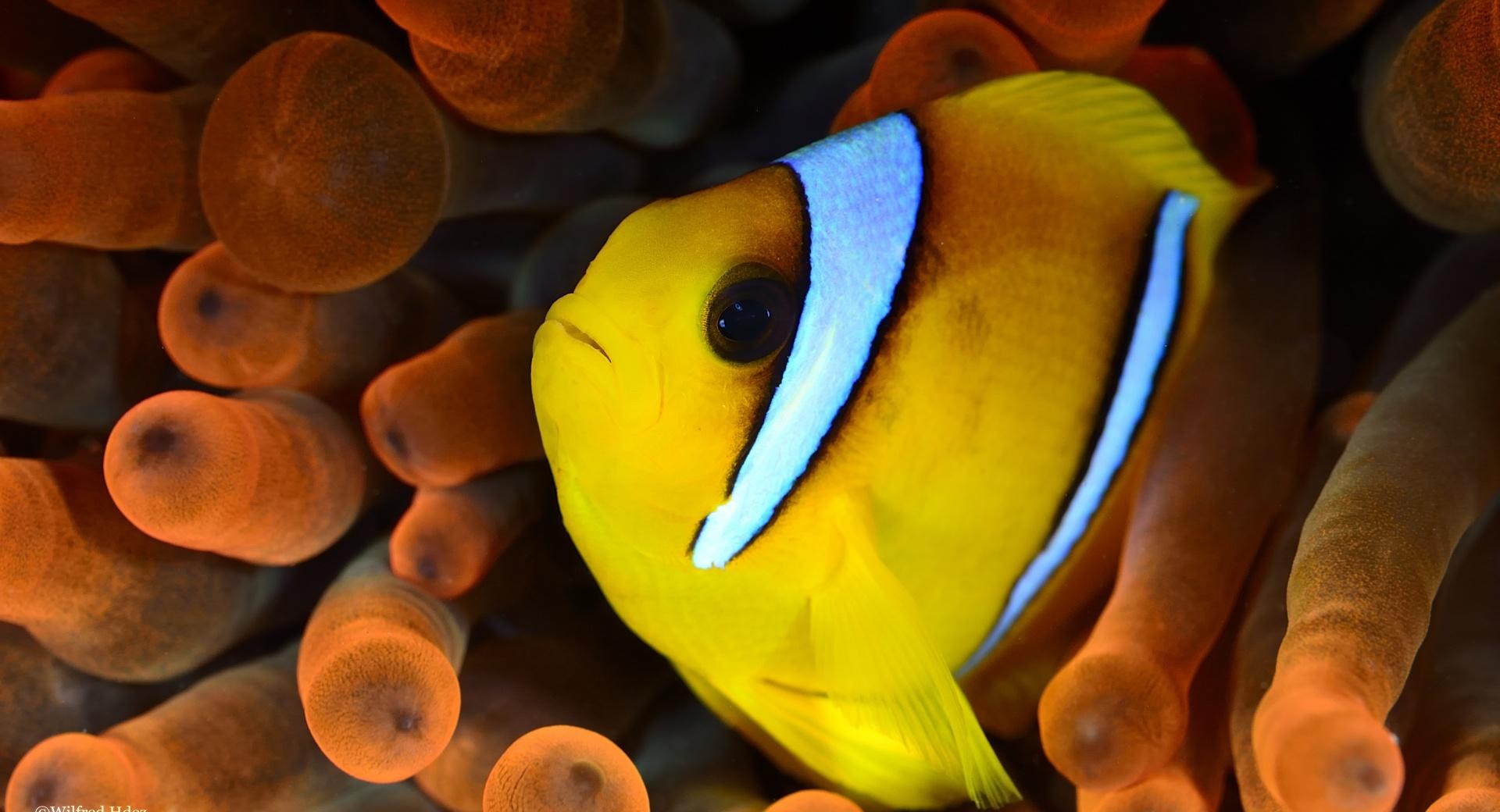 Yellow and White Fish at 1280 x 960 size wallpapers HD quality