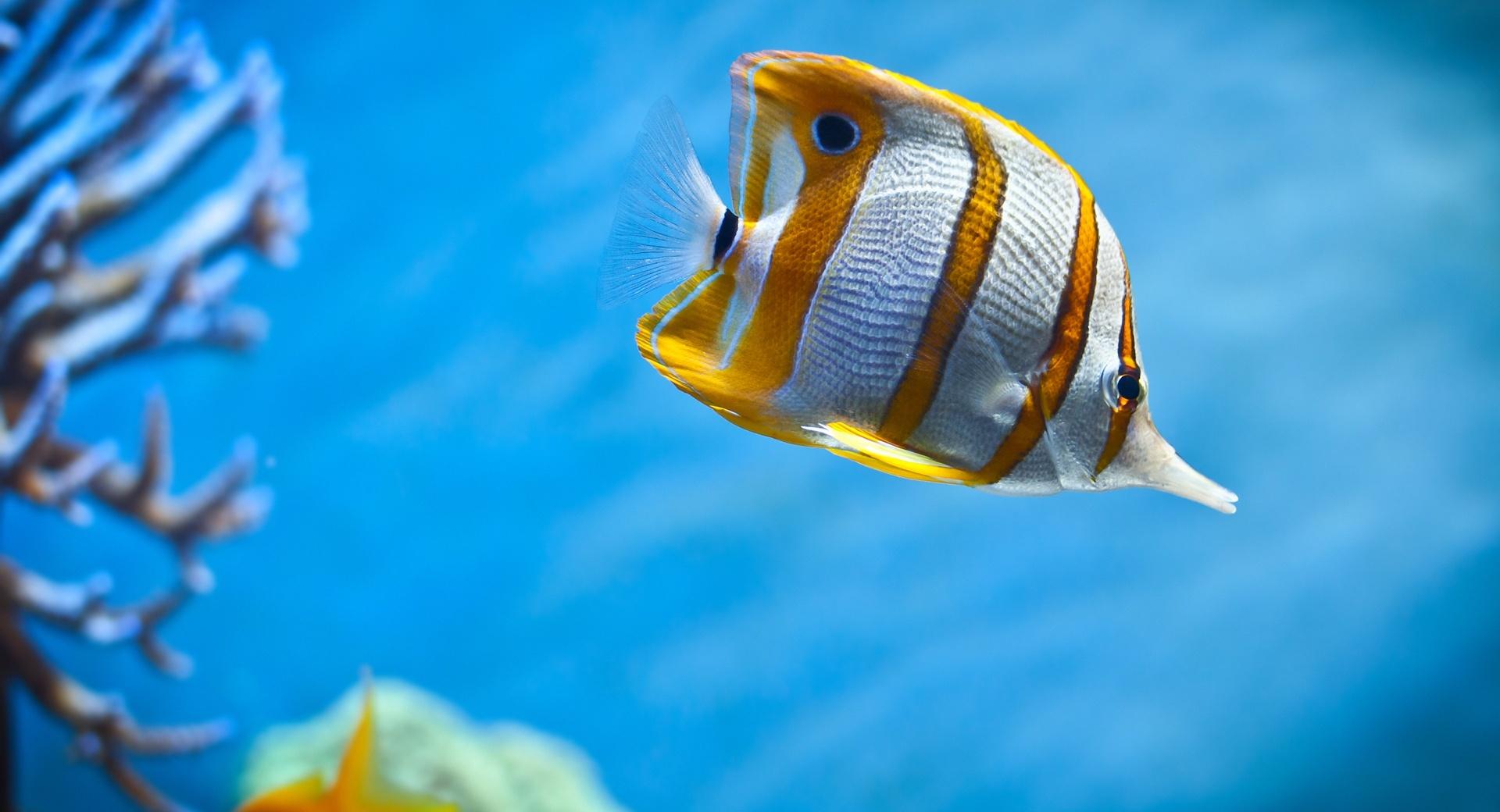 Yellow Fish wallpapers HD quality