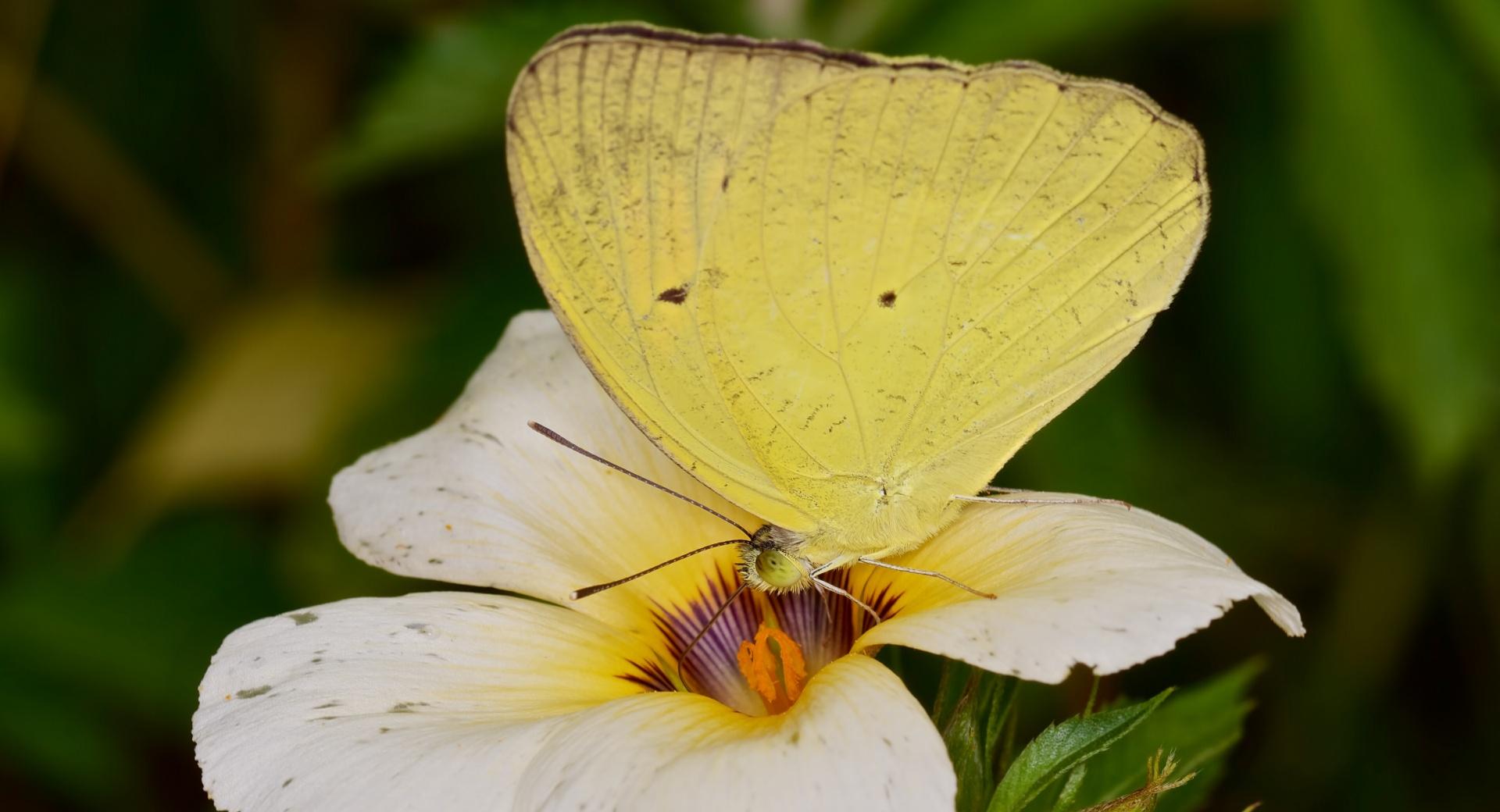 Yellow Orange Tip Butterly at 1600 x 1200 size wallpapers HD quality