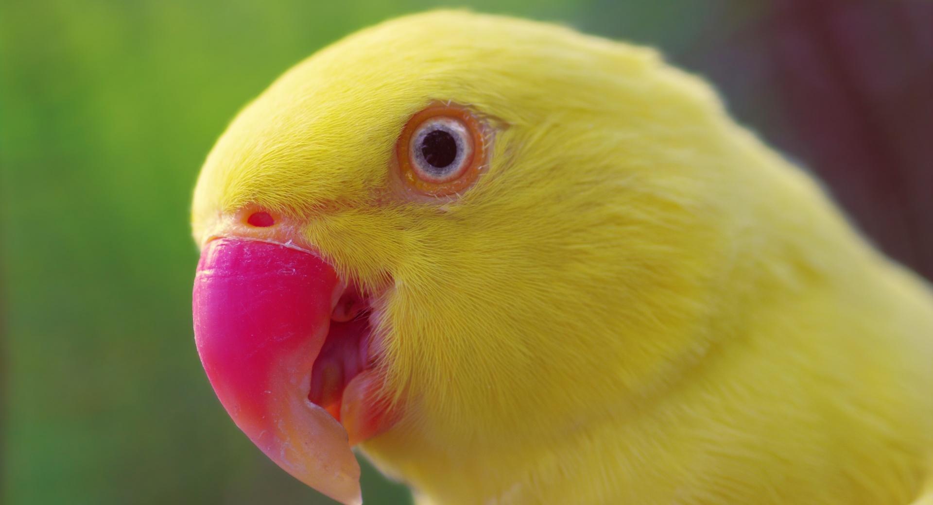 Yellow Parrot at 1152 x 864 size wallpapers HD quality