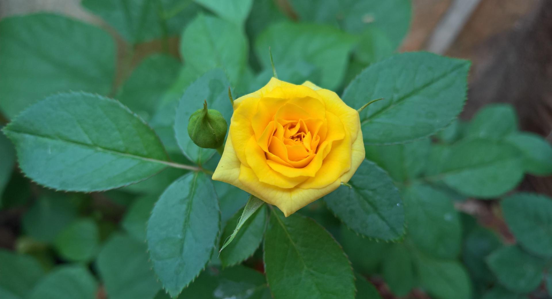 Yellow Rose at 1280 x 960 size wallpapers HD quality